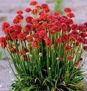 Vytváří stálezelené polštáře vysoké 20 30 cm. Kvete od dubna bo konce léta příjemně červenými květy. Použití do skalek, nádob nebo okraje trvalkových záhonů. Vzácný odstín. Novinka.