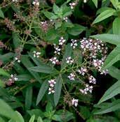 BYLINKY Z1726 agastache vrásčitá ROSIE POSIE agastache rugosa Tato léčivka se u nás pěstuje jako okrasná a patří mezi nejlepší medonosné rostliny vůbec.