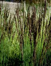 Atraktivní travina. 1 kus 40 Kč, 3/110 Kč. TR191 DAUERSTRAHL - molinia altissima bezkolenec modrý je výbornou volbou nenáročné okrasné trávy, která bude zkrášlovat vaši zahradu na podzim i v zimě.