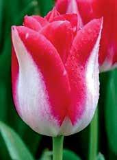 T2229 PINK WHISPER nádherné květy s bílým základem a fialovou infúzí dokonale dotvářejí