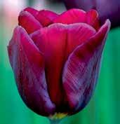 T2213 PURPLE LADY Tmavě zbarvené tulipány jako tato Purpurová dáma T2213 PURPLE LADY