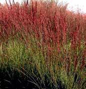 1 kus 40 Kč, 3/110 Kč, 5/175 Kč. TR147 RORSTRALBUSCH tento kultivar prosa vyniká atraktivním červeným zbarvením listů, které je obzvlášť výrazné na podzim.
