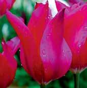 Klasika mezi liliově tvarovanými tulipány. Stále vynikající!