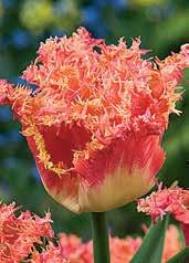 T4146 MAYWOOD nádherně vymodelované, sytě rumělkově červené květy s bohatým a