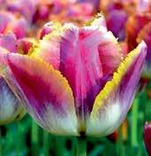 T4062 VALERY GERGIEV JP, jeden z nejintenzivněji krispovaných tulipánů květy jsou