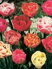 skupiny Zmrzlinových tulipánů.