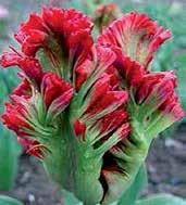 Výška 45 cm, listy jsou hnědě žíhány podobně jako tulipánů greigii.