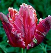 T6007 ERNA LINGREN jasně červené květy jsou bohatě a hluboce třepenité. Silná substance.
