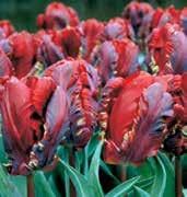 T6025 TEXAS FIRE krvavě červené květy mají výbornou voskovitou substanci.