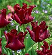 Jsou asi 30 cm vysoké a jsou to první tulipány trochu vhodné k řezu.