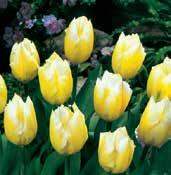 Nejzářivější mezi tulipány. Synonymum Madame Lefeber. Výška 40 cm.