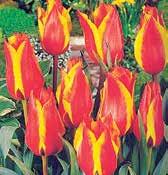 Květy jsou křiklavě červené s kontrastním zlatým lemem. Výška 20 cm.