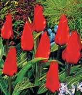 T8002 ALI BABA květy jsou jednobarevné šarlatově červené.