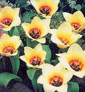 T8113 VANILLA CREAM béžově bílé až vanilkově žluté, velké oválné květy, při