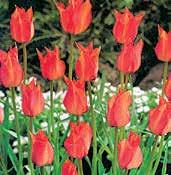 Rozkošný malý tulipánek, vypadá jako rovnou z divočiny Turkmenistánu.