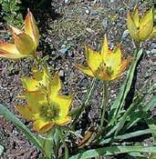 T9028 maximowiczii červené květy jsou podobné tulipánu linifolia, mají však