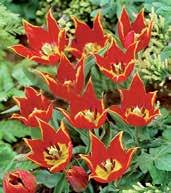 T9031 orphanidea FLAVA květy jsou báriově žluté s červenými špičkami a