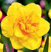 1 kus 20 Kč, 3/54 Kč, 6/100 Kč. N9512 ARCTIC BELLS 10W-W, Pennings, každá cibulka produkuje několik květů, které jsou při otevření světle žluté a pomalu se vysvětlávají k slonovinově bílé.