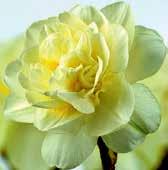 peloidy jsou zářivě žluté a vytvářejí tak nádherný dvojtónový efekt. Výška 45 cm. Silně vonící kultivar. Květy jak z jarní rajské zahrádky! 1 kus 30 Kč, 3/80 Kč.