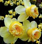 Tento úžasný narcis produkuje velké luminiscenční květy, které opravdu září v jarní zahradě. Silné stonky 45 cm výšky. Vynikající kultivar.