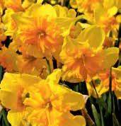 Velké květy jsou 11 cm velké, uniformě zlatě žluté, veliký plošný kolár přesahuje svými rozměry i okvětí, je velmi tuhý, zřasený s jemně