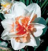 Okvětí je čistě bílé, N4139 SHINTO 4O-R Heath svěže měděně oranžové, elegantně plné