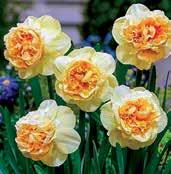 Okvětí je mimózově žluté s bílým halo a se silně dozadu stočenými petály.