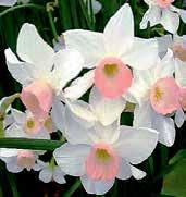 N7010 ROSE OF MAY krémově bílý, slušně plnokvětý poeticus je ve středech nazelenalý. Květy úžasně voní.