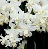 Květy jsou menší, pěkně stavěné, velmi příjemně voní a na stvolech délky 38 cm jsou většinou