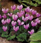 BRAMBOŘÍKY Mrazuvzdorné bramboříky, latinsky cyclamen, si 1-2 roky si na místě zvykají a potom kvetou, výška okolo 20 cm.