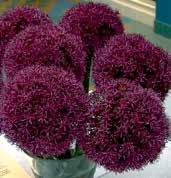 altissimum vitální a veliký ozdobný česnek, s hustými okolíky fialových květů v