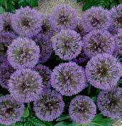 U1072 POWDER PUFF velké, ametystově fialové květy, výška 50 cm. Vynikající v kombinaci s dlužichama.