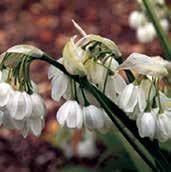 normale bílé květy v hroznech vykvétají v dubnu, výška okolo 10 cm. Super na skalku, připomínají vícekvěté bledule. Novinka. 1 kus 30 Kč, 3/80 Kč.