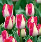 T2211 AFFAIR tulipán s velmi vzácným vzorem barev, bělostně bílý základ s fuchsiově