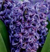 VELKOKVĚTÉ HYACINTY Jsou to druhy s velkými, válcovitými květy. Velikost cibulí 15/16.