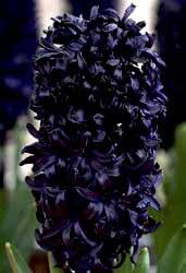 H0059 DARK DIMENSION inkoustově černý hyacint! Naprostá rarita!