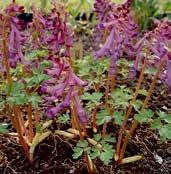 corydalis, jsou ke konci jara kvetoucí trvalky s hlízkami v půdě.