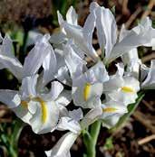 I8649 WHITE CAUCASUS velké, čistě bílé květy, jasně žlutý signál téměř po celé délce falů. Kvete později.