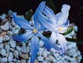 latinsky chionodoxa, kvetou brzo na jaře, příbuzné rodu scilla
