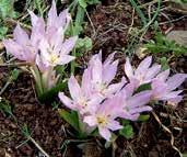 OCÚNY Ocúny, latinsky colchicum, jsou to hlíznaté rostliny kvetoucí na jaře, pěstované pro pohárovité květy až 20 cm
