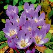 O0003 autumnale pleniflorum purpurově růžové, plné květy!
