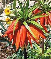 R2005 RUBRA MAXIMA velkokvětá, tetraploidní forma předešlé odrůdy, sytě oranžové velké koruny.