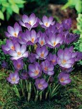 ŠAFRÁN ŽLUTAVÝ crocus flavus typický balkánský krokus v různých tónech žluté