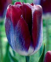 T2118 HOTPANTS bílé květy se silnými kontrastními, tmavě fialově purpurovými lemy okrajů a lehkým