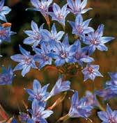 Y6306 QUEEN FABIOLA Y6321 ROSY Y6307 RUDY Y6305 hyacinthina Y6318 FOXY Y6318 FOXY bílé květy s fialově modrými proužky ve