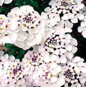 Velmi pěkná a odolná. Z3023 APOLLO čistě bílá. Z3027 HERBSTGRUSS VON BRESSERHOF lila růžová.