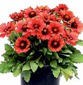 Novinka. W9231 KOBOLD výška 35 cm, krásně vybarvené květy. Kvete celé léto, slunce i polostín. Plně mrazuvzdorná.