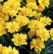 Výška 30-40 cm, pěkně tvarované, snadno rostoucí rostliny začnou kvést během chladného jarního počasí a nadále kvetou do letních tepel.