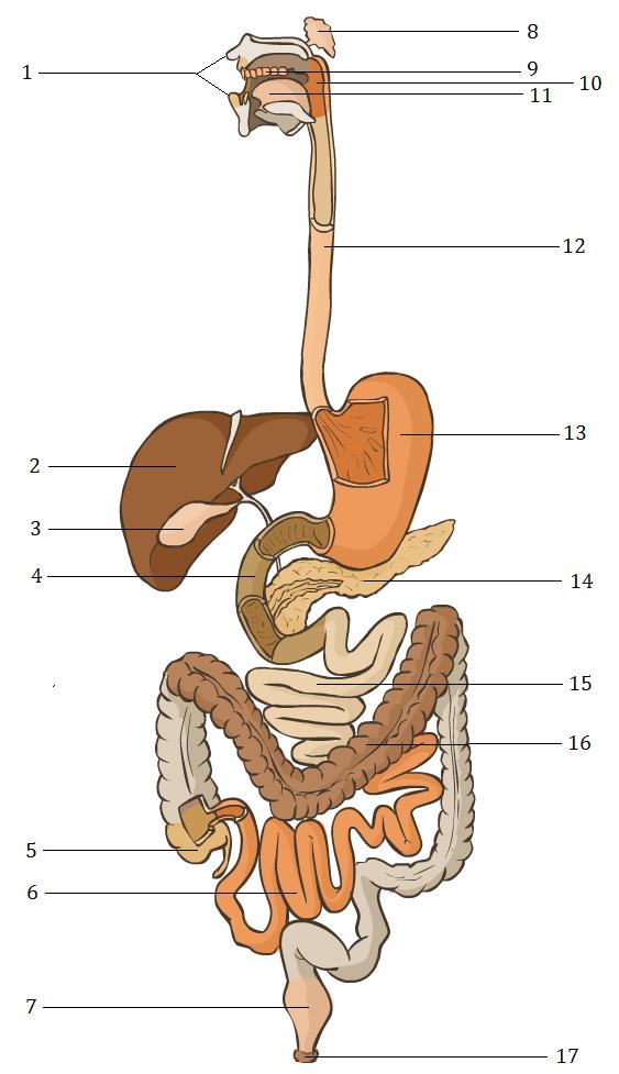 4) 4a) Pojmenujte části trávicí soustavy označené čísly 1 17; názvy zapište do prvního sloupce