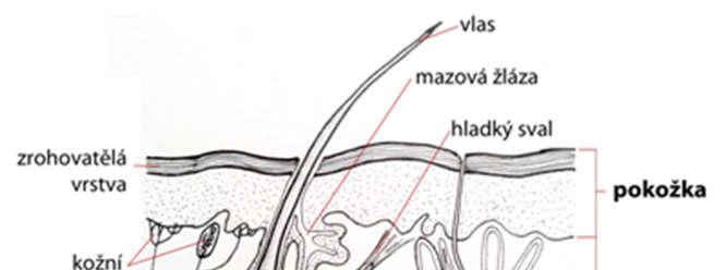 3.2 Charakteristika otisku prstu Na dlaních rukou, prstech a chodidlech nohou jsou patrné papilární linie, které představují zvrásnění kůže.